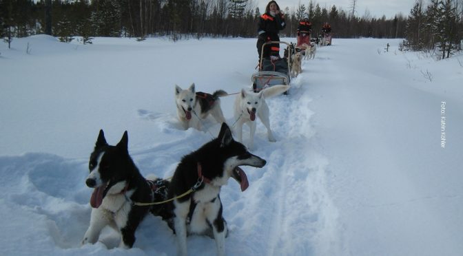 Norwegen Huskyurlaub