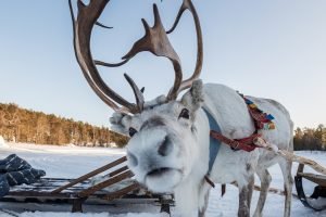 Finnlandreise - Winter und Sami