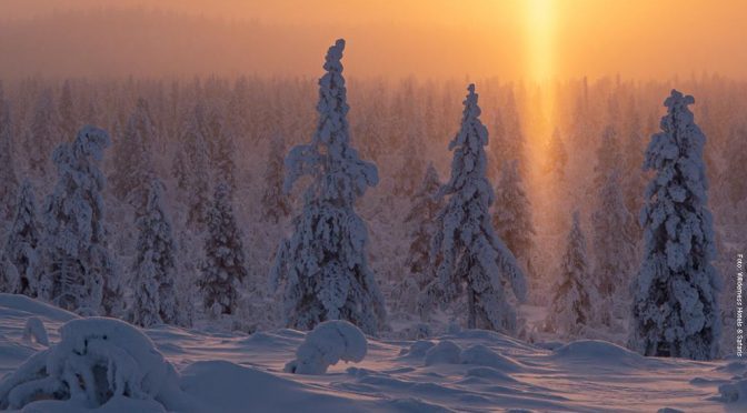 Winterreise Lappland