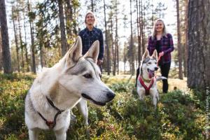 Husky Spaziergang Finnland