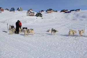 Groenland Huskytour