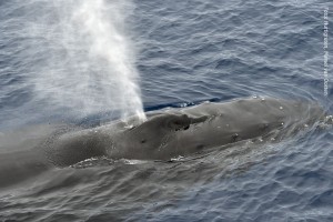 Antarktis Wal