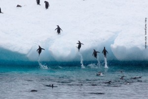 Antarktisreise Pinguinkolonie