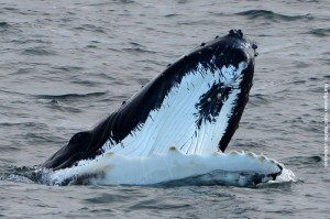 Spitzbergenreisen Wale 