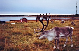 Lappland_Rentier 