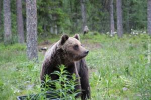 Bärenbeobachtung Finnland