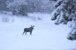 Lappland Elch-Safari