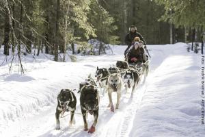 Hundeschlitten-Tour durch Lappland