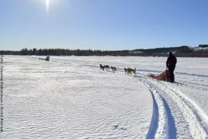 Husky-Safari in Lappland
