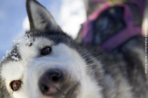 Husky in Lappland