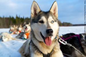 Hundeschlitten-Tour Lappland