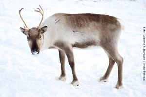 Rentier Farm in Lappland