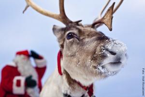 Weihnachten in Lappland - Rentier
