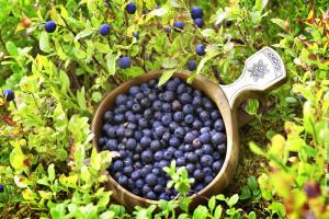 Finnland Blaubeeren