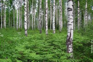Finnland Sommer Birkenwald