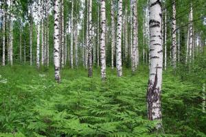 Finnland_Birkenwald