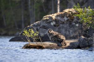 Saimaarobbe Finnlandreisen
