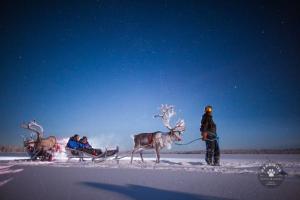 Rentierschlittenfahrt abends in Lappland