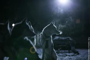 Winteraktivität abendliche Husky-Tour