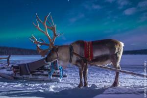 Winteraktivität abendliche Rentierschlittenfahrt