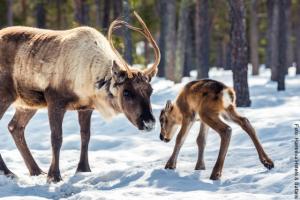 Winteraktivität Rentierfarmbesuch
