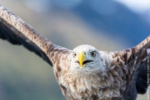 Hurtigruten_9C_Seeadler-Safari