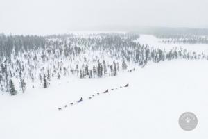 Husky Safari in Lappland