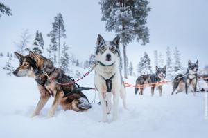Husky-Safari-Lappland