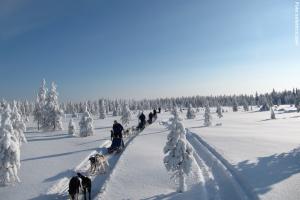 Huskytour-in-Lappland