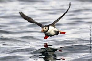 Papageientaucher-Norwegen
