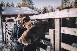 Winterreise Schwedens Norden - Rentierfarm