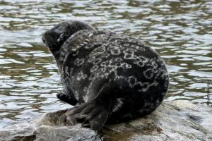 Winterurlaub_Finnland_saimaa8